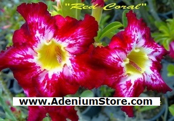 Adenium Obeaum \'Red Coral\' 5 Seeds